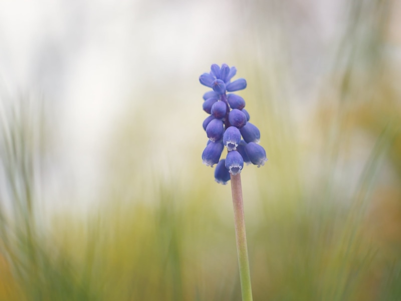 blue, meadow, flower, flowers, petaled, selective, hyacinth, heart, purple, quiet, plant, MFT, Peach, close-up, Frühling, nature, Panasonic Lumix G5, Spring