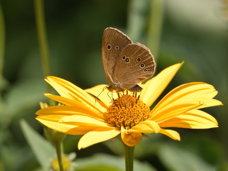 Panasonic Lumix G5, petaled, macro, Gatekeeper Butterfly, gatekeeper, close-up, perched, animal Wing, nature, yellow, butterfly - Insect, summer, animal