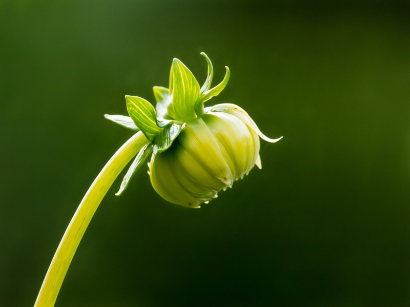 Flower bud, plant, 2K, photo, close-up, nature, flower, close, leaf, Panasonic Lumix G5, springtime, bud, Sunflower, green Color