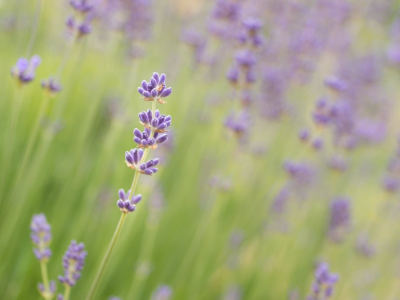 Frühling, 1080P, plant, summer, Panasonic Lumix G5, nature, flower, Blume, Not alone, Spring, F2.4, 35mm, lavenders, purple, close up
