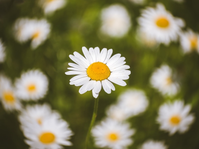 photography, marguerite, chamomile, Anastigmat, F2.7, flower, 1080P, meadow, available light, Cine, round dance, manual focus, freshness, adapted, Peach