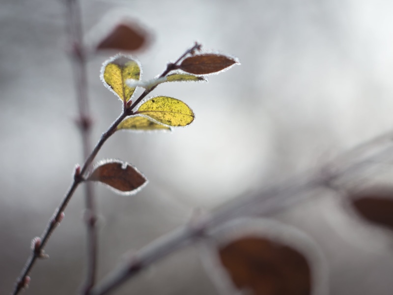macro photography, nature, Ice, plant, frost, 1080P, Panasonic Lumix G5, Spring, brown, photography, macro, flower, Helios 44, close-up, leaves, City Park