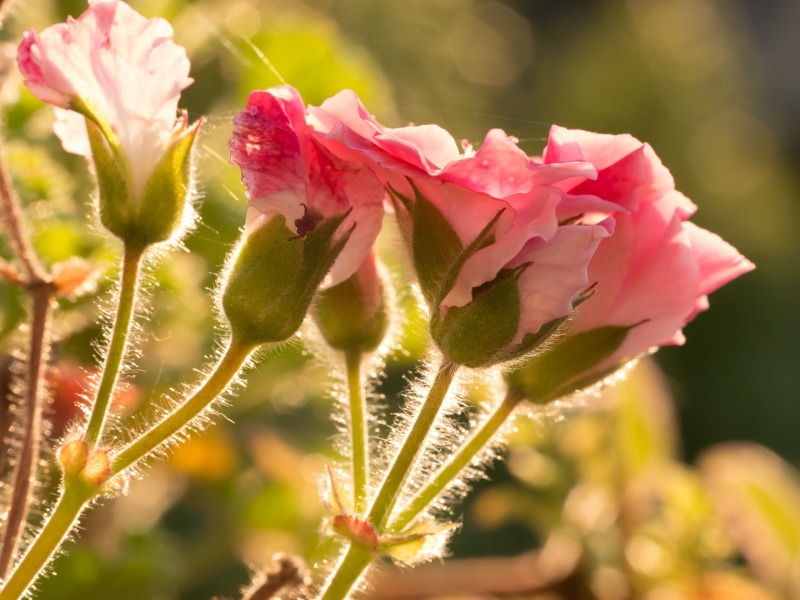 plant, flower, stem, flowers, DN, two, Geranium, Blumen, Panasonic Lumix G5, close-up, 60mm, nature, Sigma, pink, 1080P, F2.8