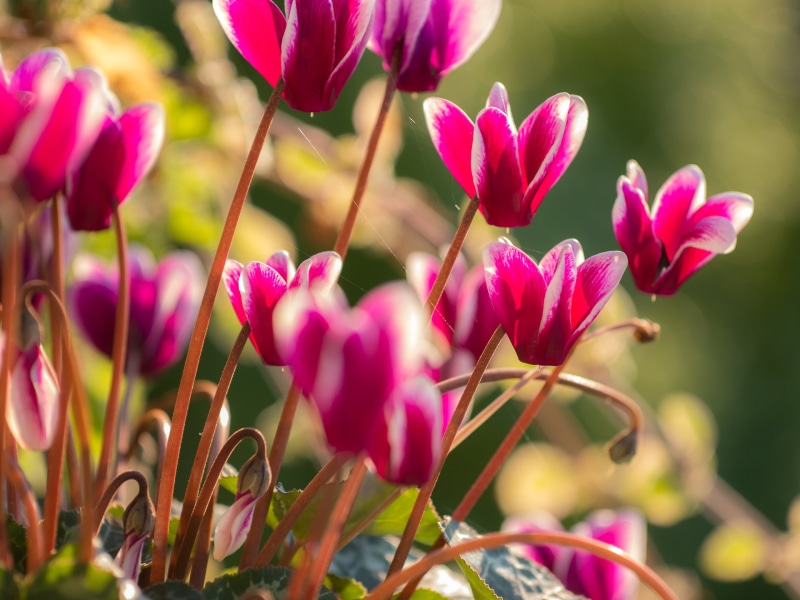 springtime, Sigma, Panasonic Lumix G5, Blumen, flowers, Cyclamen, DN, photo, nature, 60mm, flower Head, F2.8, 1080P, flower, plant, pink Color, purple