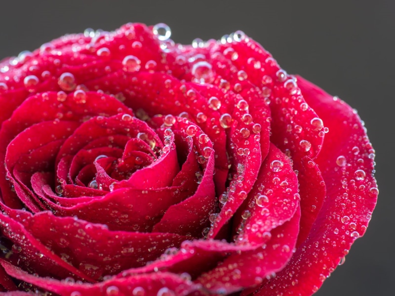 1080P, 60mm, petal, macro, freshness, dew, close-up, selective focus, single Flower, selective, Panasonic Lumix G5, plant, rose, Blume, Sigma, flower