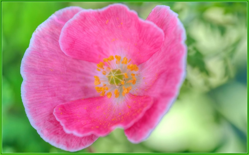 nature, petal, flower, beauty In Nature, summer, pink, Photomatix, pink Color, flowers, HDR, macro, botany, flower  flower, 720P, Sigma, bokeh, plant