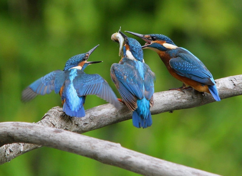 Alcedo atthis, HSM, Common Kingfisher, kingfishers, WoW, kingfisher, LIFE, 500m, NGC, Canon EOS 7D, branch, brown, Sigma, 480P, birdwatcher, bird, fauna