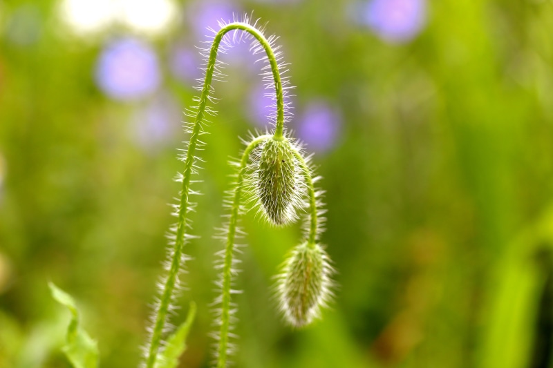 summer, bokeh, green Color, plant, image, canon, photo, green plant, close-up, 5K, 60mm, nature, green, macro, closeup, flower