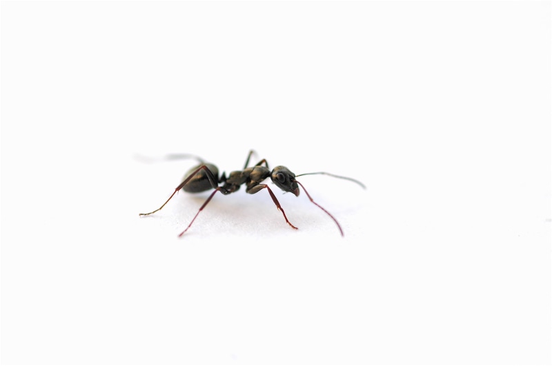 jeff, 60mm, f/2, 2K, micro, insect, fav, animal, public, close-up, black, ant, macro, united states, nature, dof, bug, columbia  maryland, nikkor, 8d