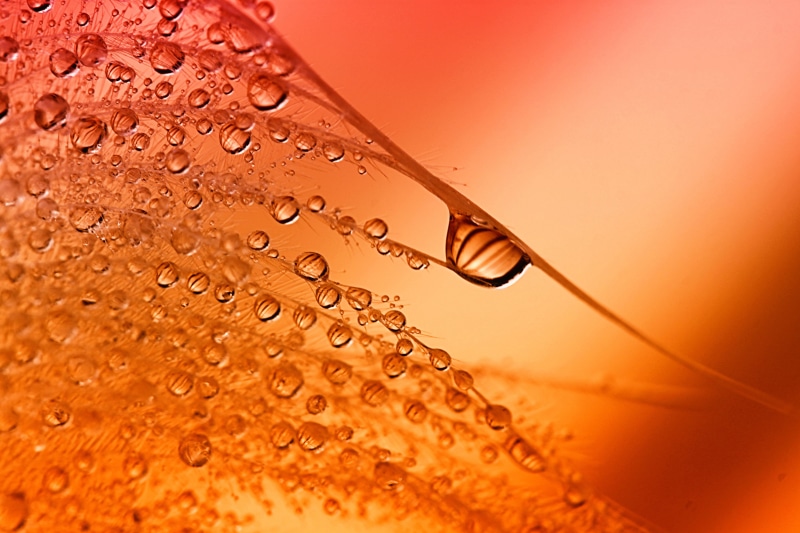 Snake Eyes, macro, reflection, drop, abstract, canon, berwickshire, hss, water, transparent, seed, close-up, scotland, droplets, backgrounds, water droplets