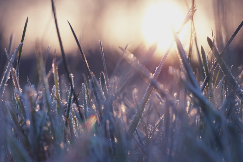 Lumix GX7, outdoors, meadow, sunset, Sonne, grass, grass field, Makro, morning, shallow focus, summer, 4K, green, sunlight, plant, Eis, focus, bokeh, 60mm