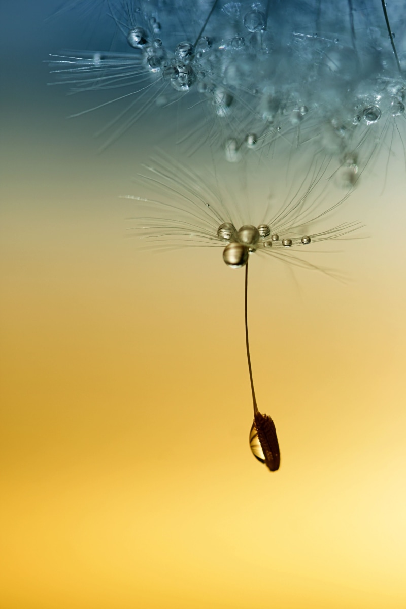 shiny, 4K, scotland, berwickshire, small  stuff, Strange, flower, 60mm, drops, seed, summer, yellow and blue, background, hss, yellow, Lows, drop, feather