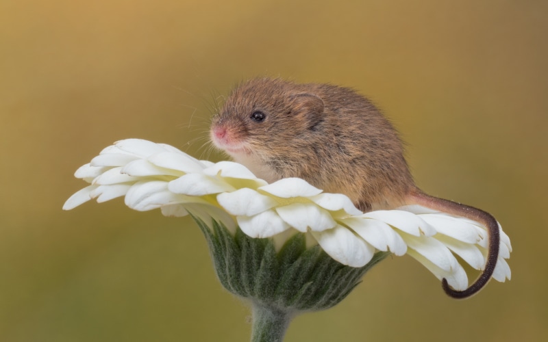 fluffy, M1, Explored, animal, Studio, flower, MFT, 60mm, nature, rat, captive, Harvest Mouse, F2.8, whisker, mice, rodent, MKII, white flower, small, Macro
