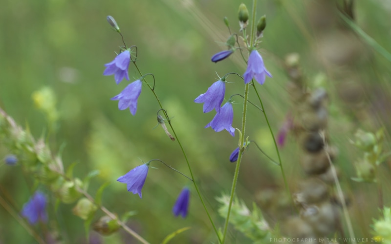 Wiese, Regen, plant, 4K, flower, flowers, selective focus, Campanula, Blumen, purple, selective, Bayern, depth of field, focus, daytime, blue, Elmarit