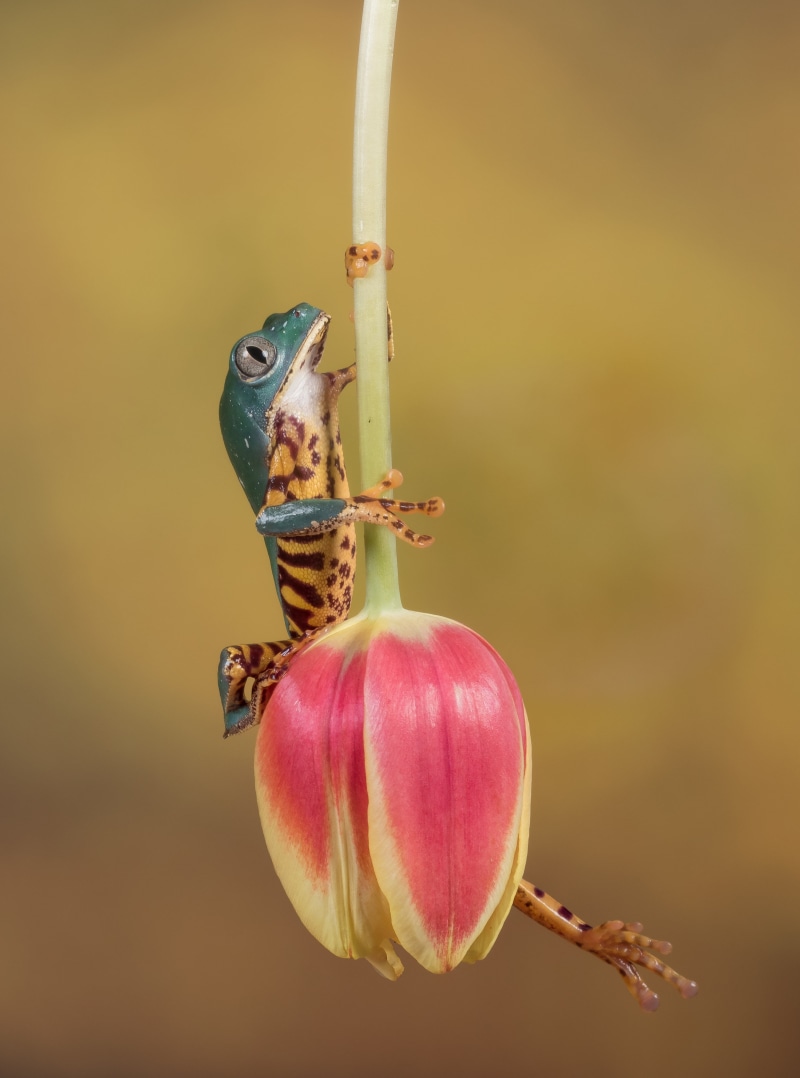 Olympus E-M5 MKII, tree frog, F2.8, MFT, white Tulip, captive, tulip, Macro, Studio, pendulum, photography, wildlife, flower, animal, red, 60mm, leg, white