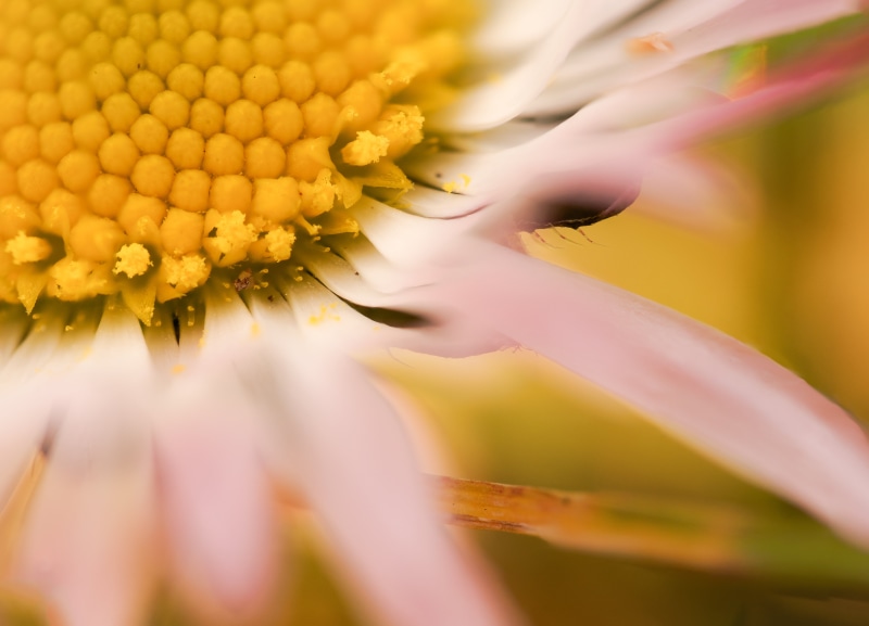 nwd, Weiss, Europa, Nahaufnahme, petaled, stacking, obb, 60mm, nr, details, petal, close-up photography, Deutschland, environment, blossom, close-up, nature