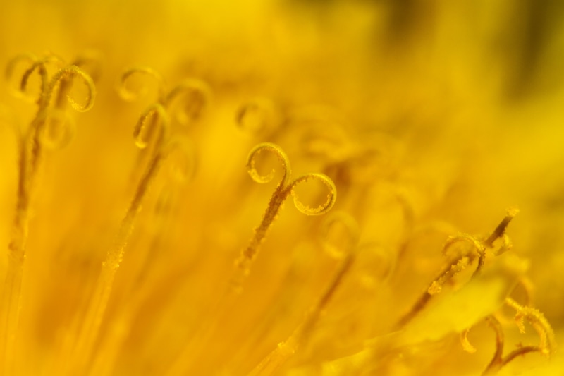 Yellow, Manic, 5K, Loopy, Sunday -- Post, Garden, To The MAX, Abstract, Dandelion, untitled, flower, drop, freshness, backgrounds, Selective Focus, Canon 7D