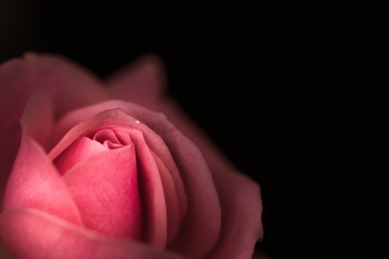 Mondays, D E, OM, 4K, Negative Space, M. ZUIKO DIGITAL, HMM, rose - Flower, pink, petal, beauty In Nature, Close-up, pink rose, rose, ED, F2.8, single Flower