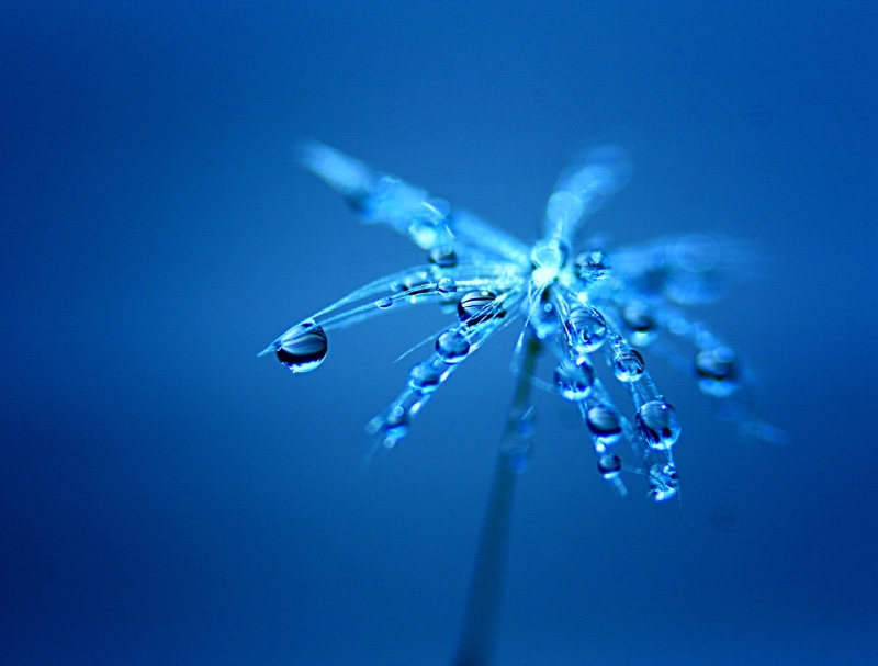 christmas, BLUE, macro photography, winter, 2K, drops, CLOSE  UP, SCOTLAND, macro, nature, SEED, water, photography, 60mm, WATER  DROP, DANDELION, Have you ever