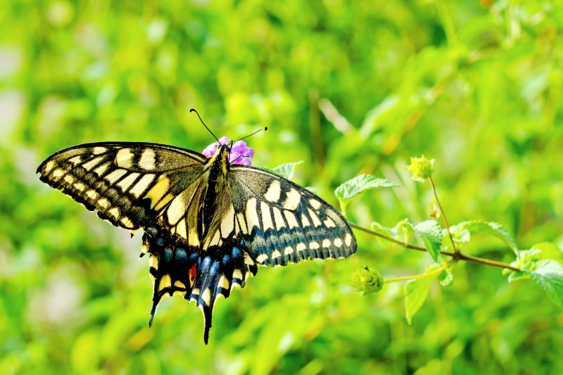Aoba, Plant, summer, Kanagawa, Butterfly, black, Common, butterfly - Insect, Bokeh, Female, Bug, Nikon  D7000, SIGMA, beauty In Nature, EX, Tsurumi River