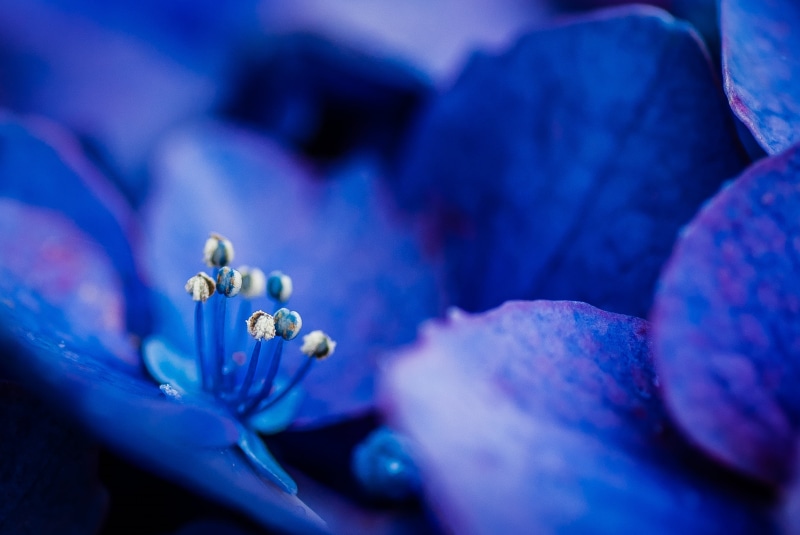 plant, purple, Tamron, Stamens, petal, way, Life, 2K, flowers, DSLR-A200, close-up, petals, Hydrangea, nature, flower, 90mm, F2.8, beauty In Nature, temple