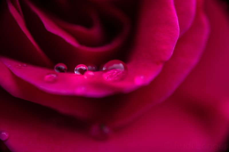 single Flower, ring, close-up, auf, flower, drop, WOW, extension, Drops, rose - Flower, romance, red, nature, Macro, Raindrops, Sony-ILCE-7M2, backgrounds