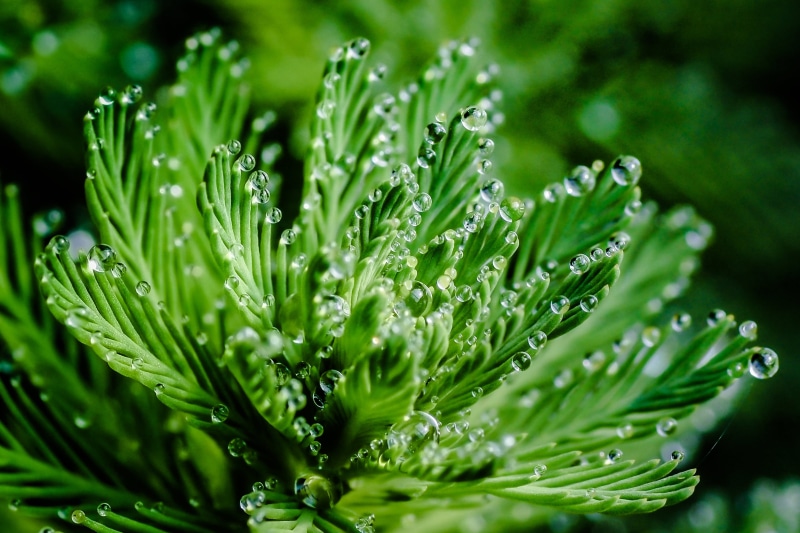 close-up, green Color, leaf, parrot, plants, 2K, HMM, parrot feather watermilfoil, Tamron, 90mm, micro, Leaves, D E, Mondays, green, OM, Macro, freshness