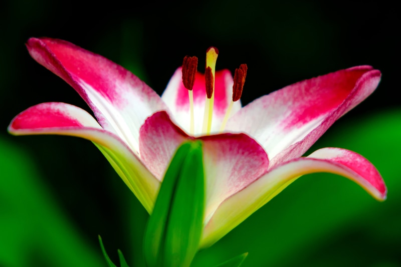 pink Color, Aoba, TELE CONVERTER, Tree, May, petal, Kanagawa, APO, single Flower, water Lily, Bokeh, Outdoor, Plant, 4x, Nikon  D7000, HSM, HD, Macro, Bilingual