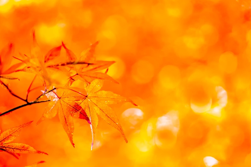 season, F2.8, Everlasting, yellow, forest, Autumn, Tokyo  Japan, 5K, outdoors, plant, Japanese maple, Tamron, Macro, orange, Maple leaf, leaf, vibrant Color