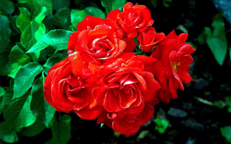 beauty, photo, pretty, roses, 1080P, photography, rose, desktop nexus, garden, dn, nature, beautiful, natur