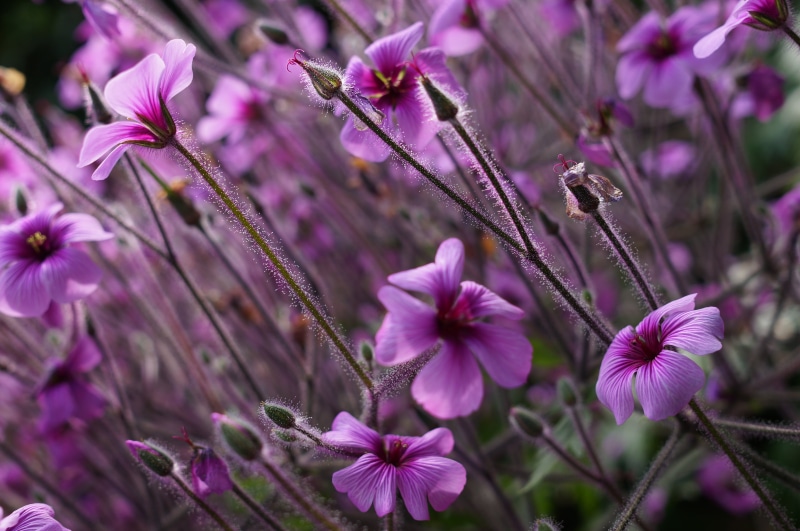 summer, nature, Sony, pink Color, flowers, Geranium maderense, Madeira, Berlin, F2.8, 4K, view, NO LIMITS, Sigma, plant, Pictures, purple, pink, close-up