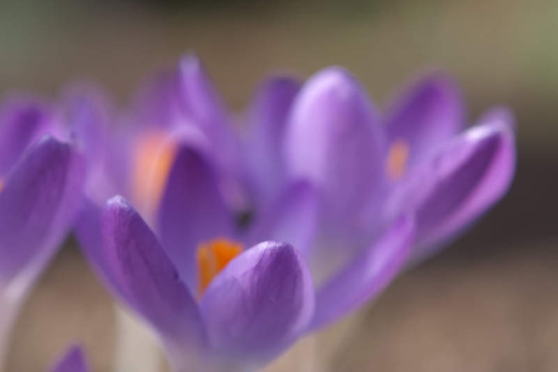 plant, F2.8, close-up, shot, Photos, SIGMA, close up shot, 4K, petal, flowers, Unlimited, nature, pink Color, flower, No Rules, flower Head, 60mm, beauty In Nature