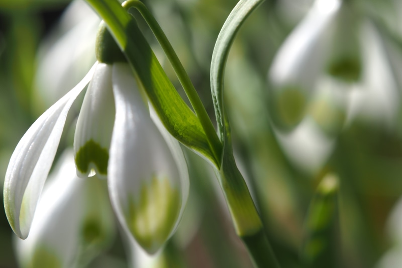 leaf, daytime, DN, flower, F2.8, Makro, plant, white, green Color, Olympus, nature, E-PL6, shallow, focus, close-up, No Rules, 4K, Photos, SIGMA, photography