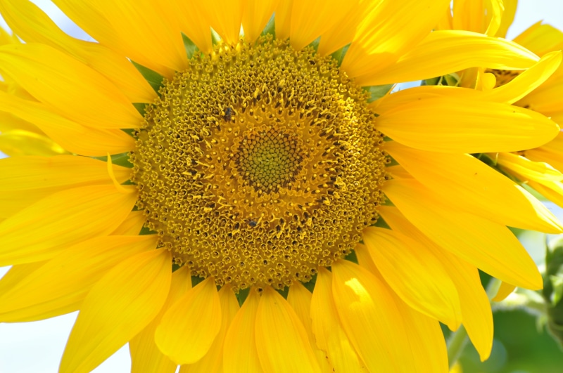 petal, 4K, plant, summer, sunflower, seed, yellow, agriculture, flower, close-up, nature