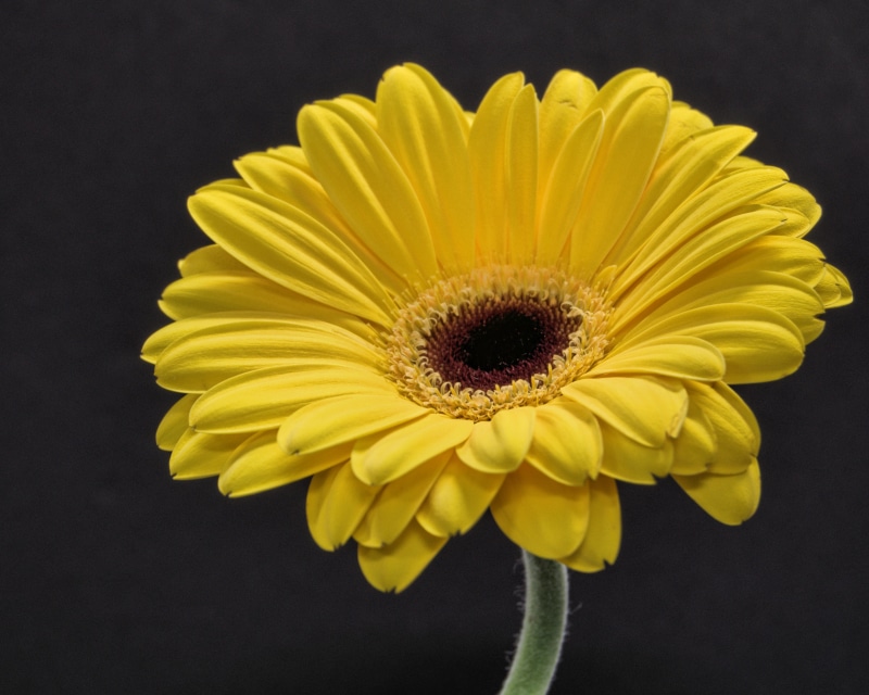 summer, close-up, gerber, daisy, 2K, flower, plant, petal, yellow, sunflower, single Flower, nature, gerbera Daisy
