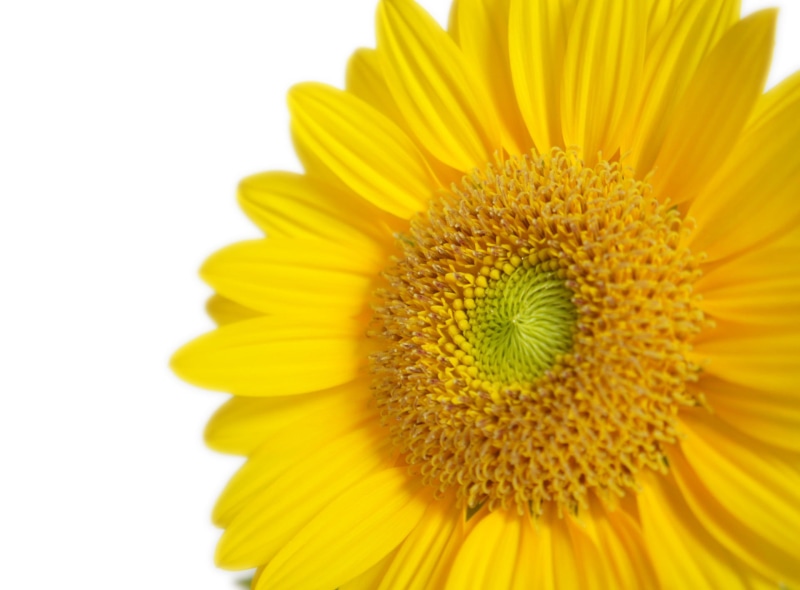 sunflower, flower, nature, yellow, 1080P, close-up, summer, petal, plant