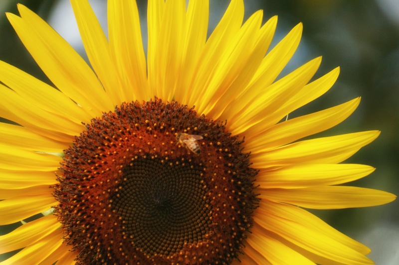 flower, petal, close-up, 5K, sunflower, focus, yellow, agriculture, summer, nature, selected, plant, photography