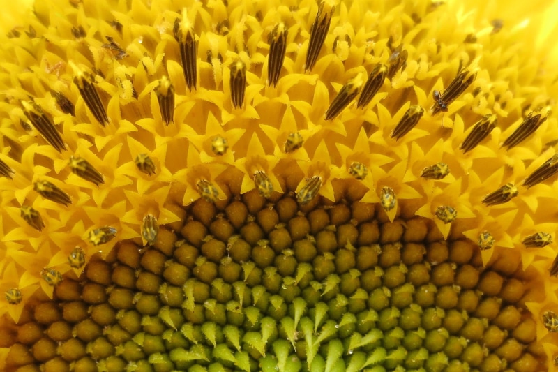 ant, summer, beauty In Nature, macro, yellow, close, mondays, frame, 1080P, seed, monday, flower, center, sunflower, close up, plant, insect, backgrounds