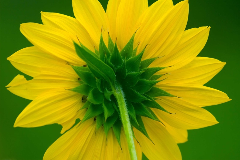 macroshot, sunflower, close-up, nature, 2K, plant, summer, yellow, petal, flower
