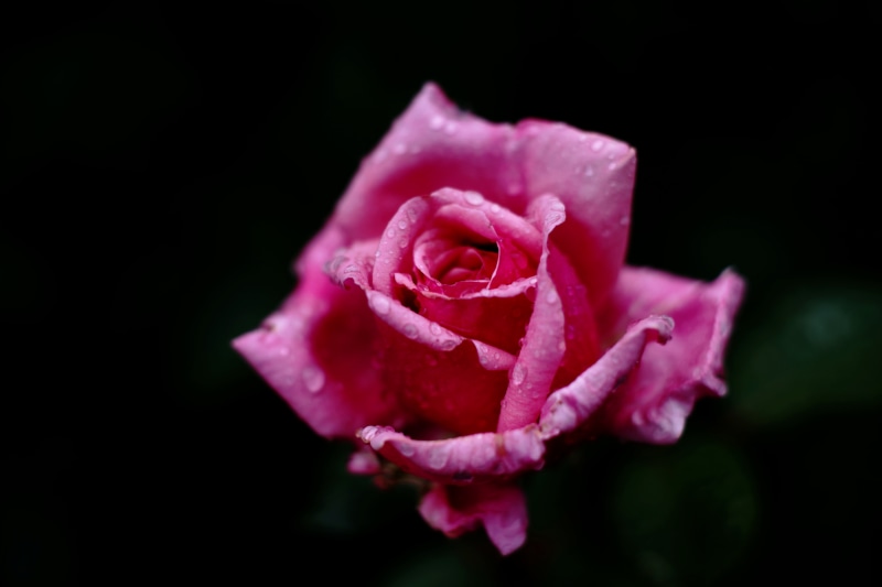 beauty In Nature, rose, plant, romance, pink, photography, rose - Flower, flower, 5K, red, nature, single Flower, close-up, petal, love