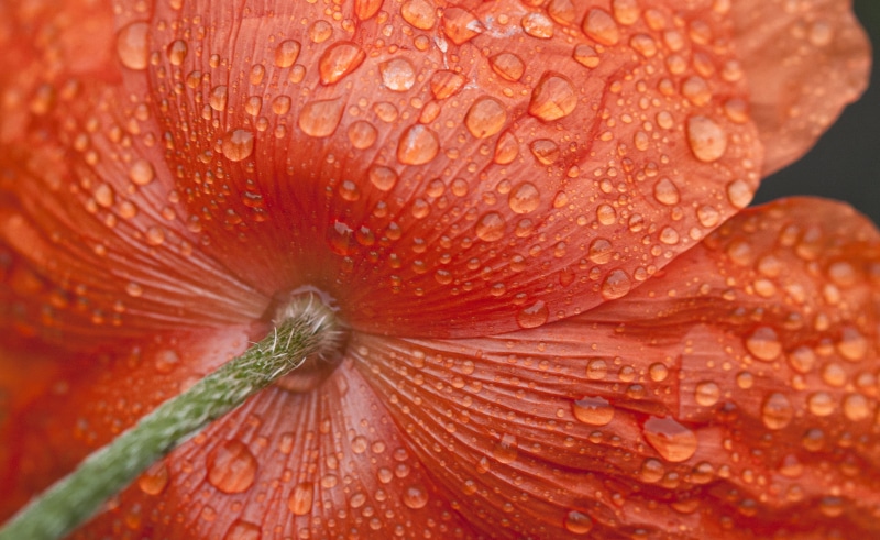 water  poppy, 2K, droplets, red, focus, wet, single Flower, shallow, orange, petal, rain, close-up, plant, flower Head, nature, flower, macro, shallow
