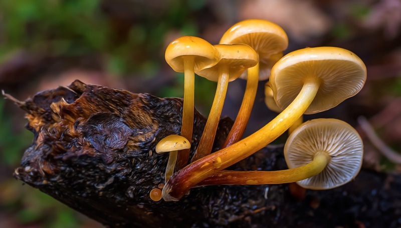 photography, fungus, plant, 1080P, close-up, tree, tree branch, branch, mushroom, mushrooms, yellow, forest, nature, black, FZ, freshness, six, Lumix