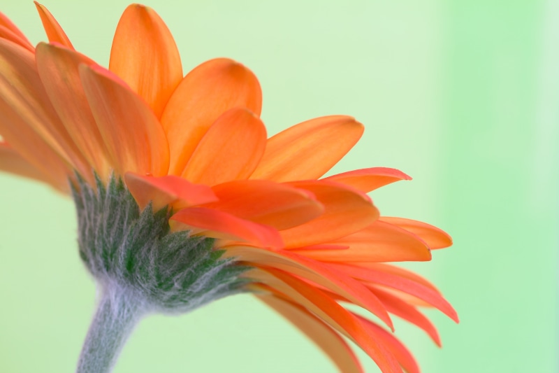 nature, plant, petal, 5K, beauty In Nature, gerbera, orange, flower Head, selective, calendula, photography, close-up, focus, flower