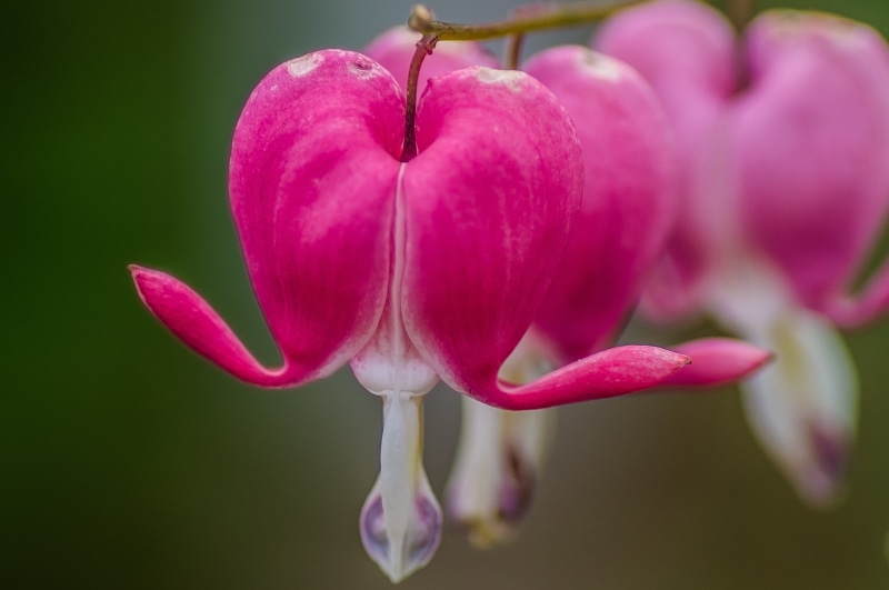 plant, Macro, 2K, flower Head, focus, selective, flower, petal, pink Color, selective focus, Mondays, hearts, close-up, bleeding, Bleeding heart, Bleeding Hearts