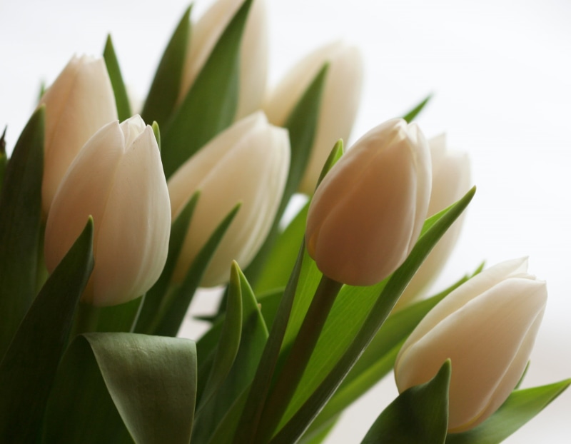 petal, tulip, selective, bouquet, springtime, nature, white, plant, flower, photography, 1080P, tulips, leaf, flower Head, flowers, white Tulip