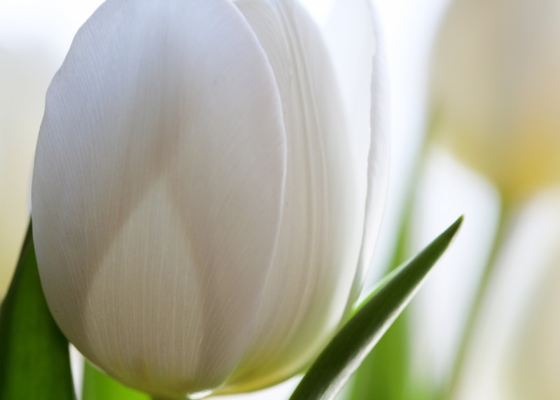 tulips, flowers, 2K, flower Head, springtime, plant, white, close-up, flower, nature, petal, tulip, IMG