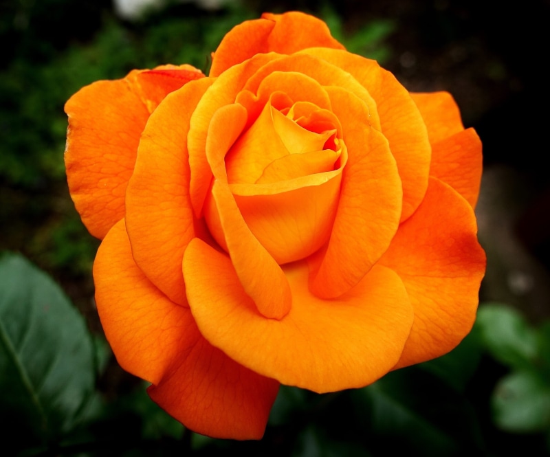 beauty, flower, rose blooms, plant, beauty in nature, rose - flower, freshness, blossom, color, romantic, garden rose, close-up, bloom, no people, orange