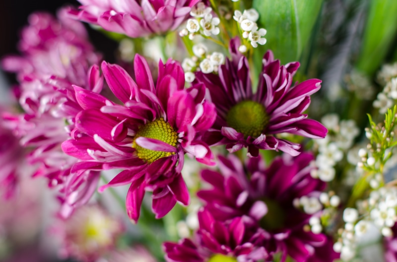 petal, beauty In Nature, purple, petaled, 4K, close-up, nature, photo, flowers, selective, selective focus, blossom, summer, plant, photography, flower