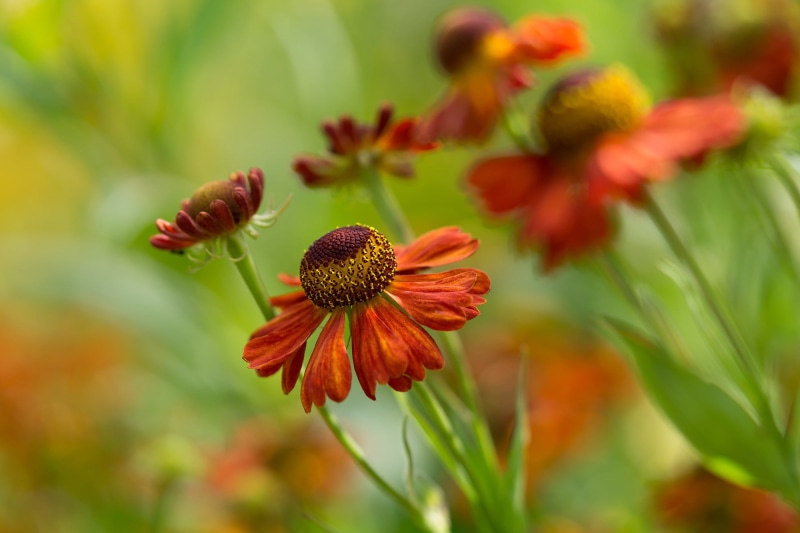 focus, summer, photography, yellow, flowers, nature, Henfield, Sussex, flower, Prairie Garden, close-up, Helenium, selective focus, petal, orange, plant