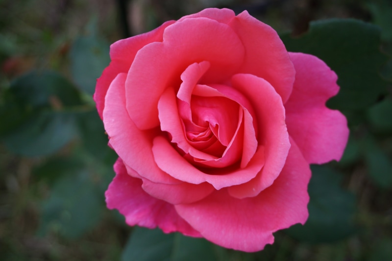 freshness, growth, red, Blossom, inflorescence, outdoors, plant, fragility, pink Color, flowering plant, 5K, close-up, macro, Pink, rose, single Flower